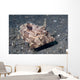 Strapweed Filefish Lembeh Strait Wall Decal Design 1