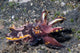 Flamboyant Cuttlefish Metasepia Pfefferi Wall Decal