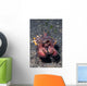 Head-on Flamboyant Cuttlefish Lembeh Wall Decal