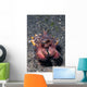 Head-on Flamboyant Cuttlefish Lembeh Wall Decal
