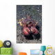 Head-on Flamboyant Cuttlefish Lembeh Wall Decal