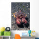 Head-on Flamboyant Cuttlefish Lembeh Wall Decal