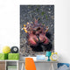 Head-on Flamboyant Cuttlefish Lembeh Wall Decal