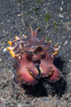 Head-on Flamboyant Cuttlefish Lembeh Wall Decal