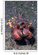 Head-on Flamboyant Cuttlefish Lembeh Wall Decal