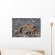 Freckled Frogfish Covered with Wall Decal