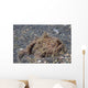 Freckled Frogfish Covered with Wall Decal