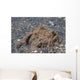 Freckled Frogfish Covered with Wall Decal