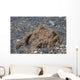 Freckled Frogfish Covered with Wall Decal