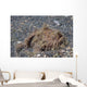 Freckled Frogfish Covered with Wall Decal
