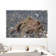 Freckled Frogfish Covered with Wall Decal