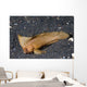 Spiny Waspfish Ocean Bottom Wall Decal