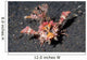 Spiny Devilfish Walks along Wall Decal