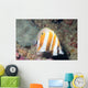 Orange-banded Coralfish Coradion Chrysozonus Wall Decal