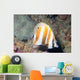 Orange-banded Coralfish Coradion Chrysozonus Wall Decal