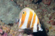 Orange-banded Coralfish Coradion Chrysozonus Wall Decal