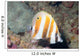 Orange-banded Coralfish Coradion Chrysozonus Wall Decal