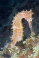 Thorny Seahorse Soft Coral Wall Decal