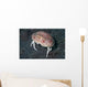 Box Crab Calappa Philargius Wall Decal Design 2