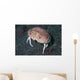 Box Crab Calappa Philargius Wall Decal Design 2