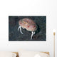 Box Crab Calappa Philargius Wall Decal Design 2