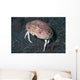 Box Crab Calappa Philargius Wall Decal Design 2
