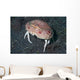 Box Crab Calappa Philargius Wall Decal Design 2