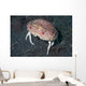 Box Crab Calappa Philargius Wall Decal Design 2