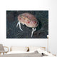 Box Crab Calappa Philargius Wall Decal Design 2