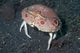 Box Crab Calappa Philargius Wall Decal Design 2