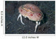 Box Crab Calappa Philargius Wall Decal Design 2