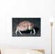 Box Crab Calappa Philargius Wall Decal Design 1