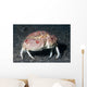 Box Crab Calappa Philargius Wall Decal Design 1