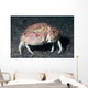 Box Crab Calappa Philargius Wall Decal Design 1