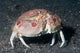 Box Crab Calappa Philargius Wall Decal Design 1