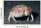 Box Crab Calappa Philargius Wall Decal Design 1