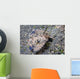 Juvenile Helmet Gurnard Dactyloptena Wall Decal