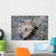 Juvenile Helmet Gurnard Dactyloptena Wall Decal