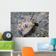 Juvenile Helmet Gurnard Dactyloptena Wall Decal