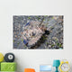 Juvenile Helmet Gurnard Dactyloptena Wall Decal