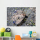 Juvenile Helmet Gurnard Dactyloptena Wall Decal
