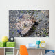 Juvenile Helmet Gurnard Dactyloptena Wall Decal