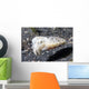 Papuan Cuttlefish Sepia Papuensis Wall Decal
