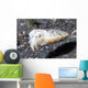 Papuan Cuttlefish Sepia Papuensis Wall Decal