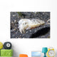 Papuan Cuttlefish Sepia Papuensis Wall Decal