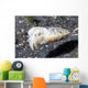 Papuan Cuttlefish Sepia Papuensis Wall Decal