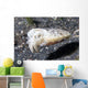 Papuan Cuttlefish Sepia Papuensis Wall Decal