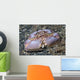 Box Crab Rests Ocean Wall Decal