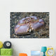 Box Crab Rests Ocean Wall Decal