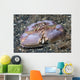 Box Crab Rests Ocean Wall Decal